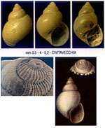 Laeviphitus verduini