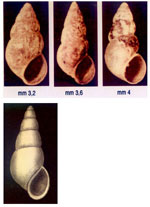 Hydrobia acuta