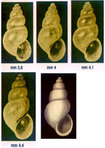 Heleobia stagnorum