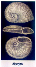 Cochliolepis costulata