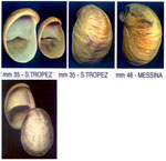 Crepidula fornicata