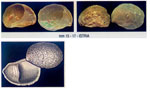 Crepidula moulinsi