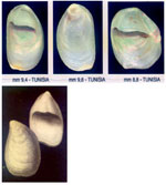 Crepidula unguiformis