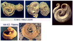 Vermetus triquetrus