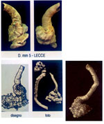 Vermetus semisurrectus