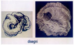 Dendropoma anguliferum