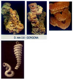 Petaloconchus glomeratus