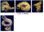 Serpulorbis arenarius