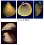 Capulus ungaricus