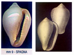 Erato voluta