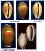 Naria spurca spurca