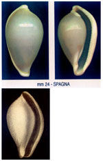 Aperiovula adriatica