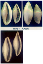 Simnia spelta