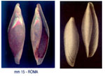 Simnia nicaeensis