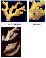 Pedicularia sicula