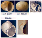 Cryptonatica operculata