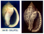 Phalium granulatum