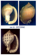 Phalium saburon