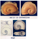 Atlanta fusca
