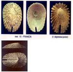 Emarginella huzardii