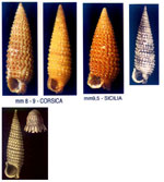 Cheirodonta pallescens
