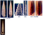 Monophorus perversus