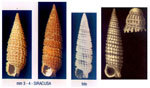 Obesula marinostri
