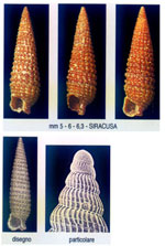 Similophora similior