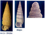 Similiophpra triclotae