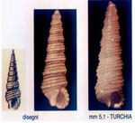 Metaxia bacillum