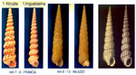 Metaxia metaxae