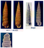 Cerithiopsis atalaya