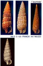Cerithiopsis barleei