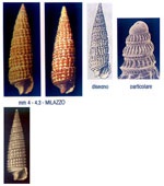 Cerithiopsis diadema