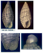 Cerithiopsis greppii