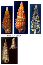 Cerithiopsis jeffreysi