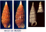 Cerithiopsis minima