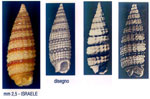 Cerithiopsis pulvis