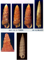 Cerithiopsis scalaris