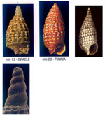 Cerithiopsis tenthrenois