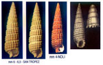 Cerithiopsis tubercularis