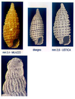 Dizoniopsis micalii