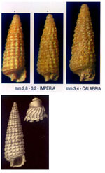 Krachia cylindrata