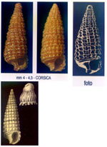 Krachia tiara