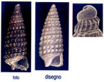 Onchodia valeriae