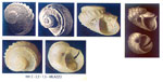 Scissurella costata