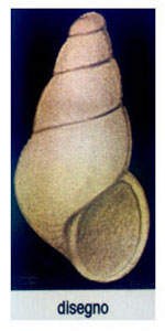 Cima cuticulata