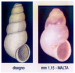 Cima melitensis