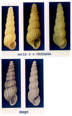 Graphis albida