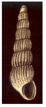 Graphis barashi